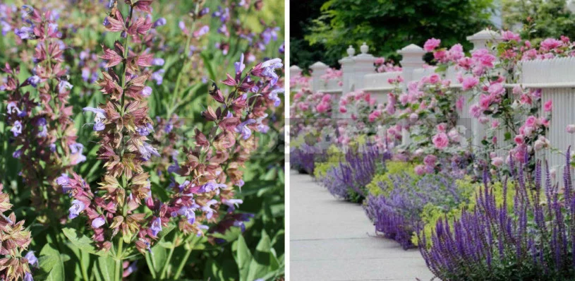 Sage for the Garden: Species, Ornamental Varieties, Photos