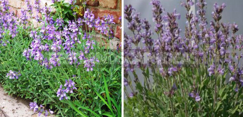 Sage for the Garden: Species, Ornamental Varieties, Photos