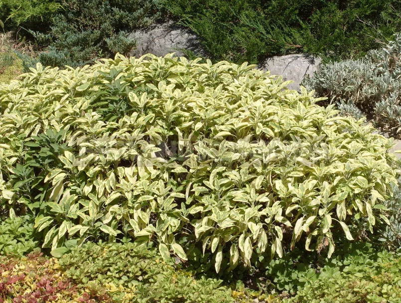 Sage for the Garden: Species, Ornamental Varieties, Photos