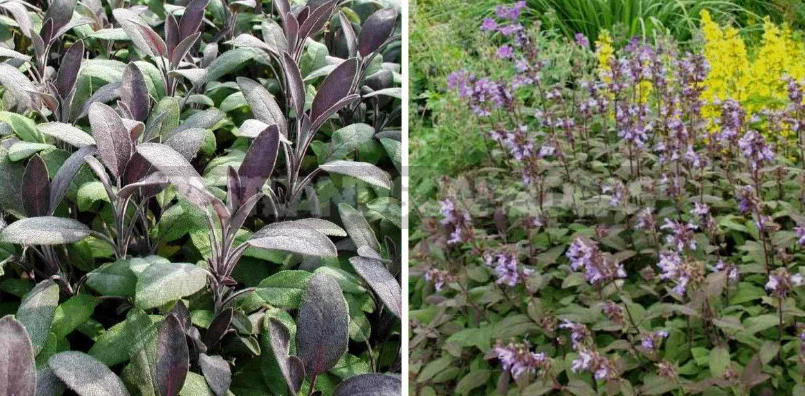 Sage for the Garden: Species, Ornamental Varieties, Photos