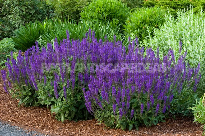 Sage for the Garden: Species, Ornamental Varieties, Photos
