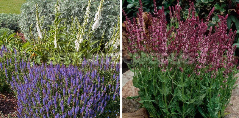 Sage for the Garden: Species, Ornamental Varieties, Photos