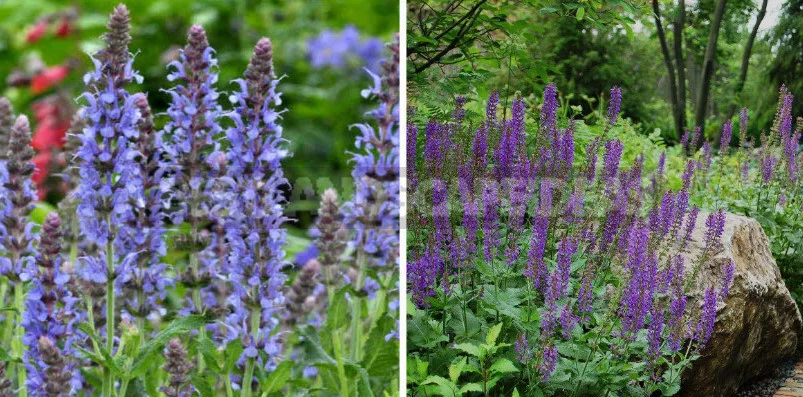 Sage for the Garden: Species, Ornamental Varieties, Photos