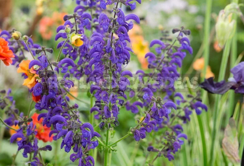 Sage for the Garden: Species, Ornamental Varieties, Photos