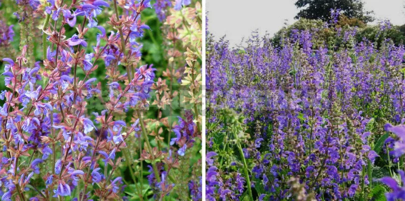 Sage for the Garden: Species, Ornamental Varieties, Photos