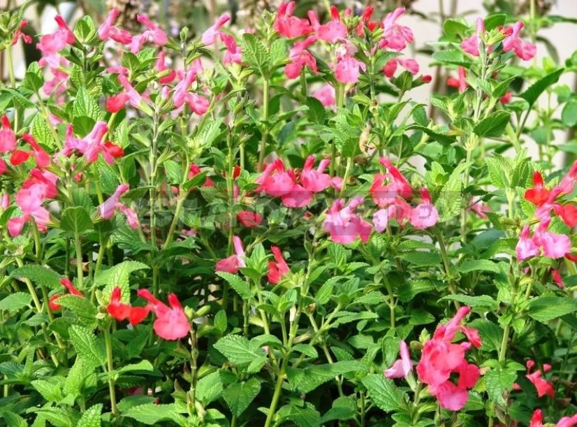Sage for the Garden: Species, Ornamental Varieties, Photos