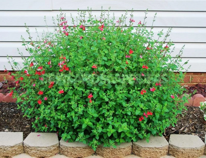 Sage for the Garden: Species, Ornamental Varieties, Photos