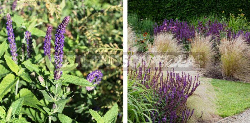 Sage for the Garden: Species, Ornamental Varieties, Photos