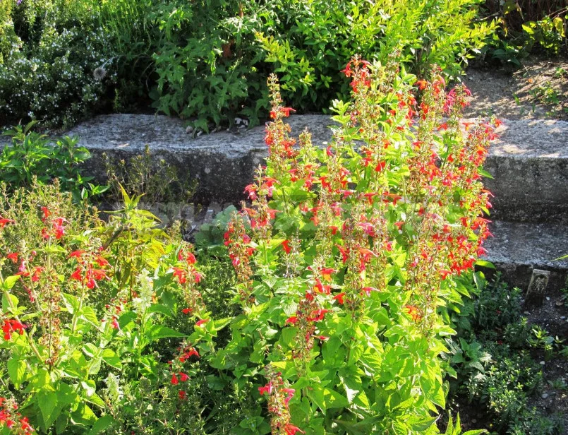 Sage for the Garden: Species, Ornamental Varieties, Photos