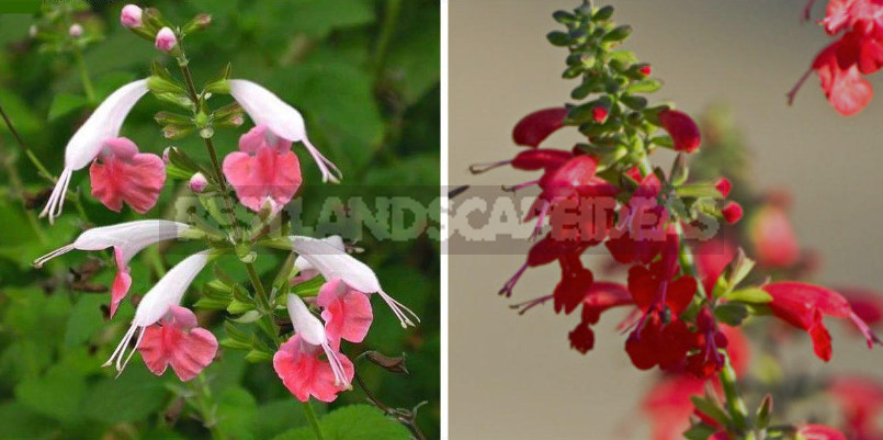 Sage for the Garden: Species, Ornamental Varieties, Photos