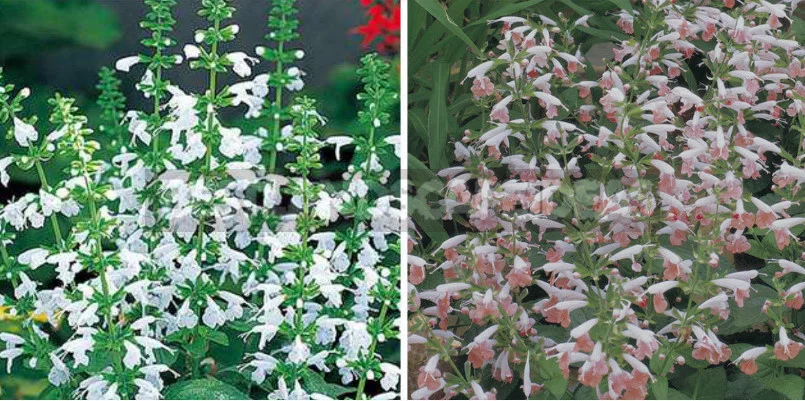 Sage for the Garden: Species, Ornamental Varieties, Photos