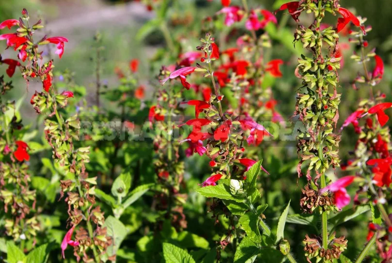 Sage for the Garden: Species, Ornamental Varieties, Photos
