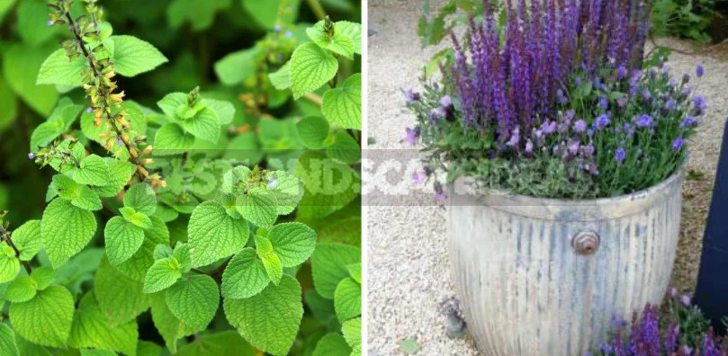 Sage for the Garden: Species, Ornamental Varieties, Photos