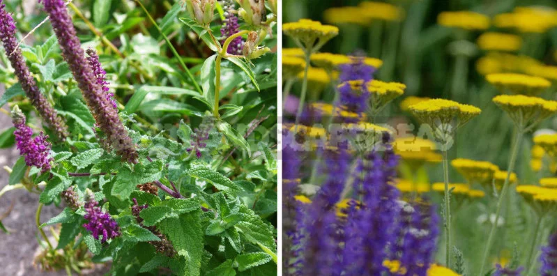 Sage for the Garden: Species, Ornamental Varieties, Photos