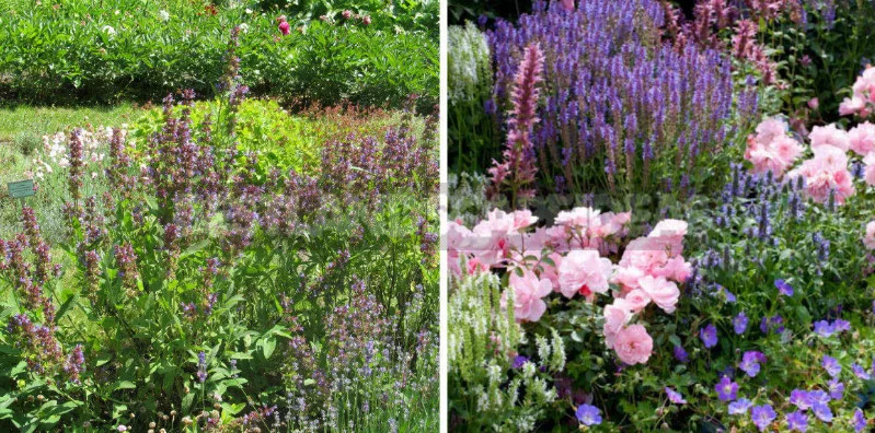 Sage for the Garden: Species, Ornamental Varieties, Photos