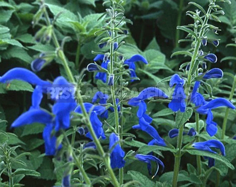 Sage for the Garden: Species, Ornamental Varieties, Photos