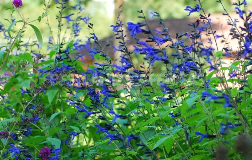 Sage for the Garden: Species, Ornamental Varieties, Photos