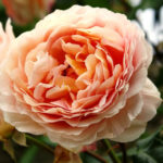 Aromas of Flowers: Plants – Standards of Aroma and Their Counterparts