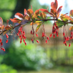 Barberry: Species, Varieties, Photos
