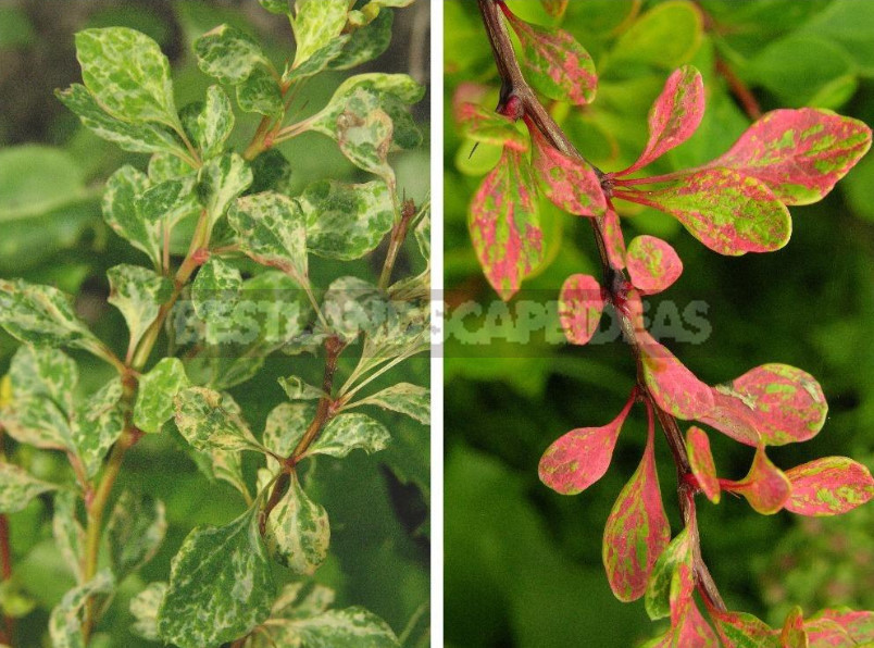 Barberry: Species, Varieties, Photos