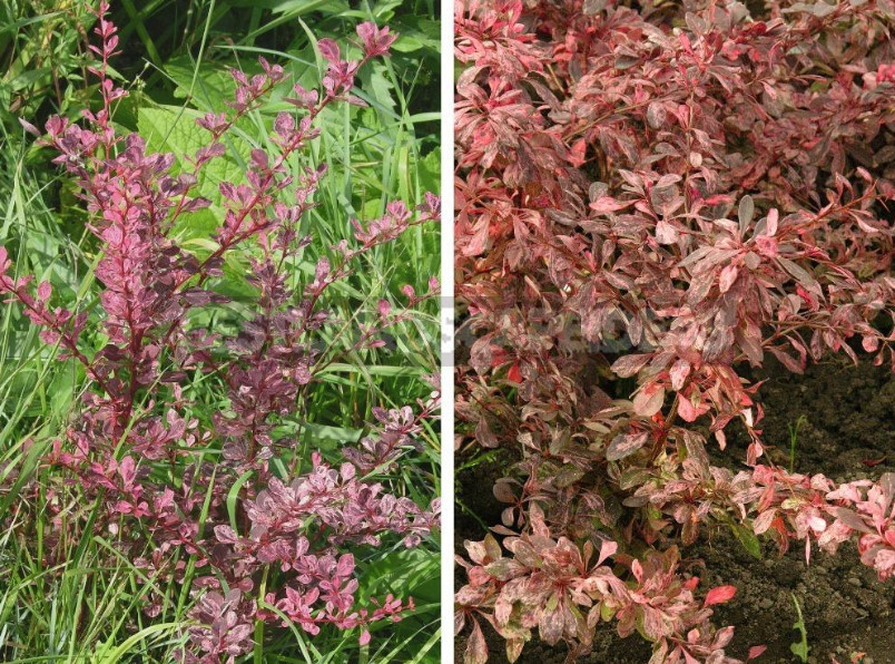 Barberry: Species, Varieties, Photos