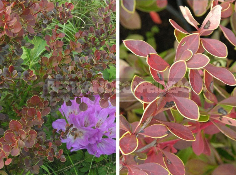 Barberry: Species, Varieties, Photos