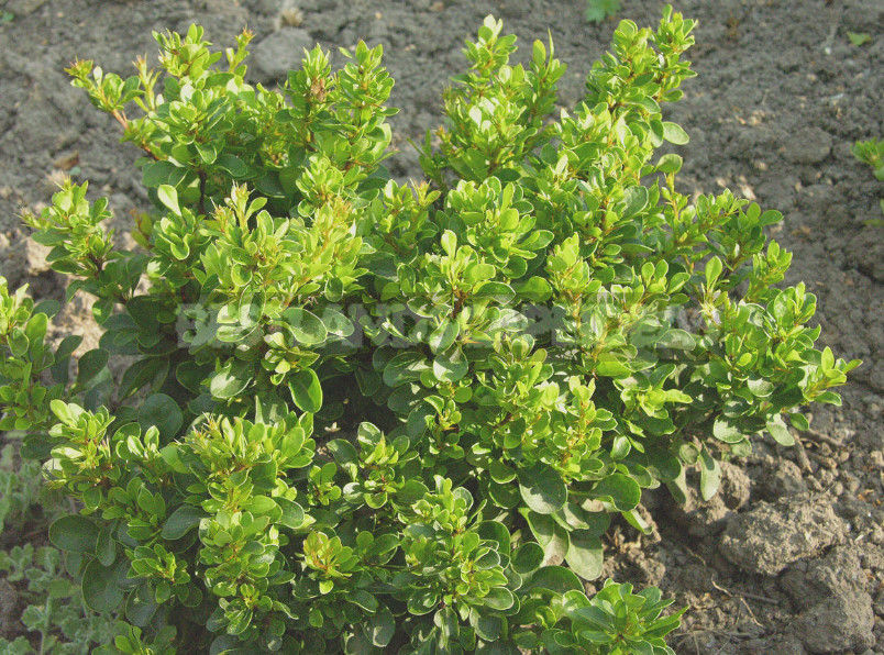 Barberry: Species, Varieties, Photos