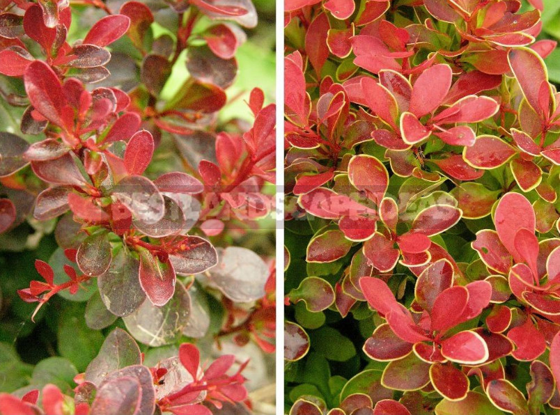 Barberry: Species, Varieties, Photos