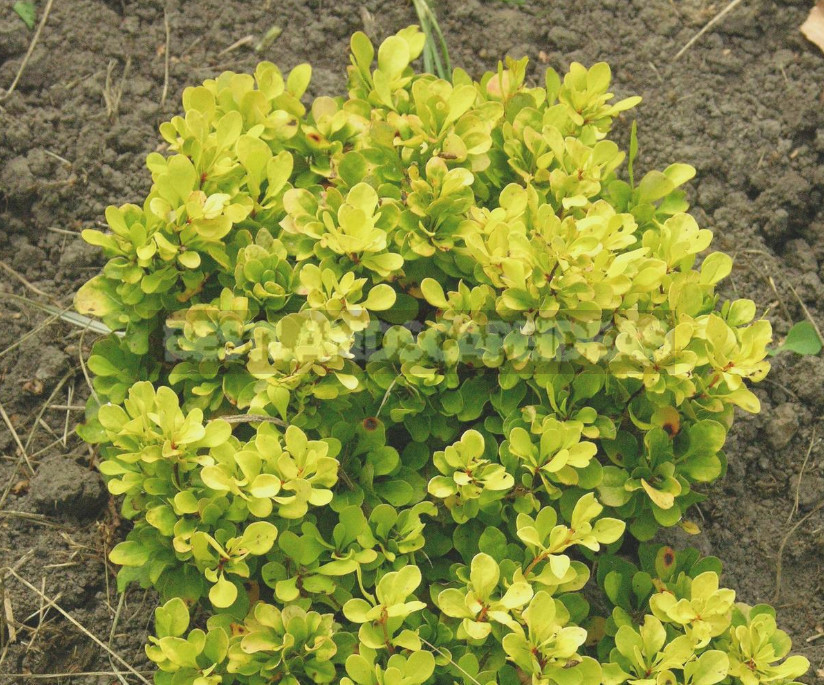 Barberry: Species, Varieties, Photos