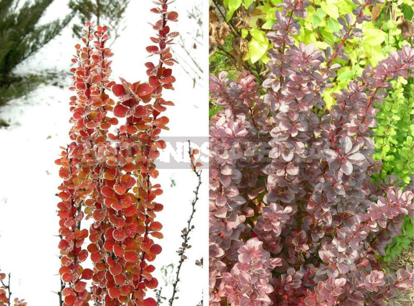 Barberry: Species, Varieties, Photos