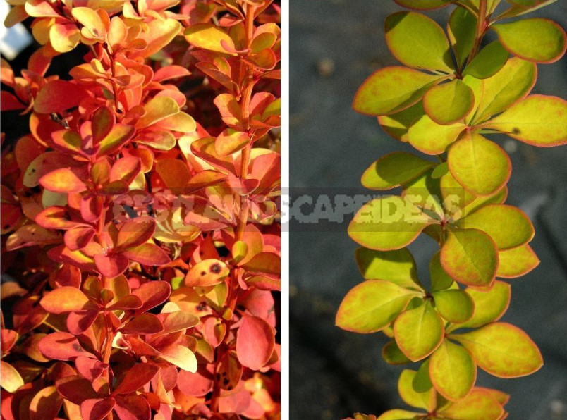 Barberry: Species, Varieties, Photos