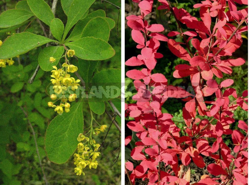 Barberry: Species, Varieties, Photos