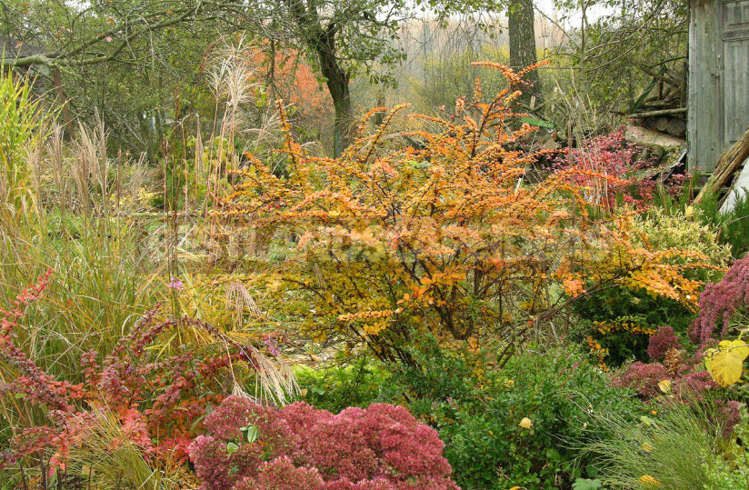 Barberry: Species, Varieties, Photos