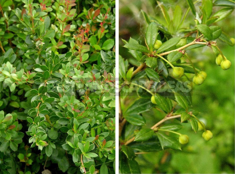 Barberry: Species, Varieties, Photos