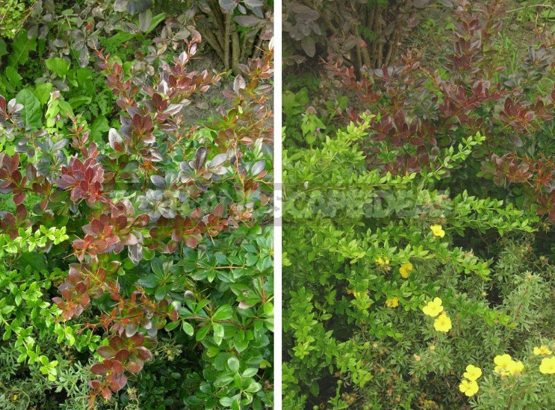 Barberry: Species, Varieties, Photos