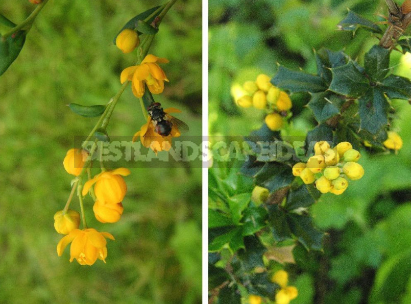 Barberry: Species, Varieties, Photos