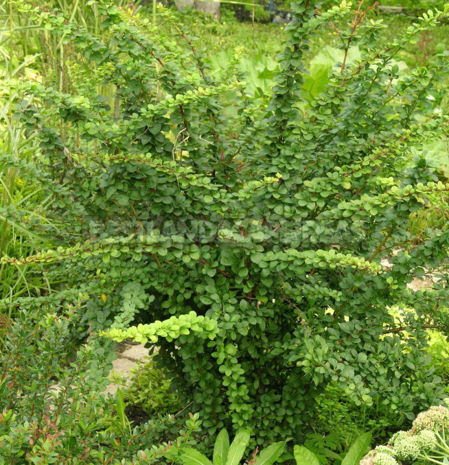 Barberry: Species, Varieties, Photos