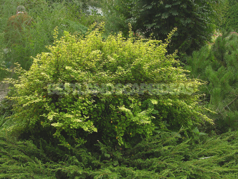 Barberry: Species, Varieties, Photos