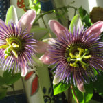 Passiflora x alato-caerulea, or passion flower