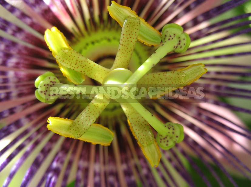 Passiflora x alato-caerulea, or passion flower