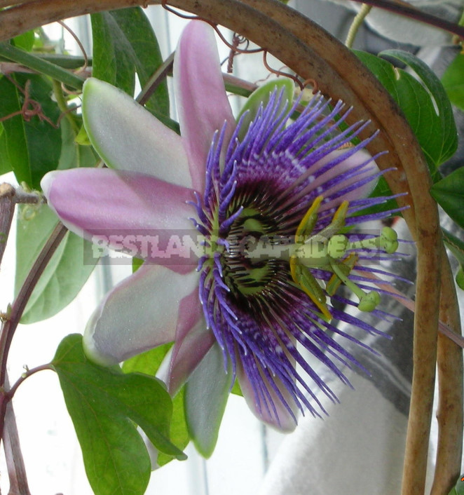 Passiflora x alato-caerulea, or passion flower