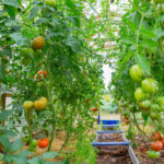 Formation of Tall Tomatoes: Secrets of Taming in the Greenhouse