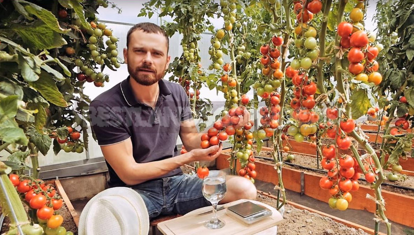 Formation of Tall Tomatoes: Secrets of Taming in the Greenhouse