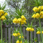 Fritillaria: Species and Characteristics of Cultivation