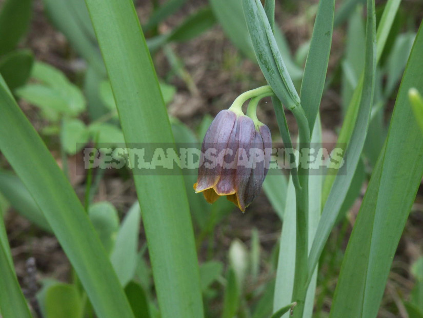 Fritillaria: Species and Characteristics of Cultivation