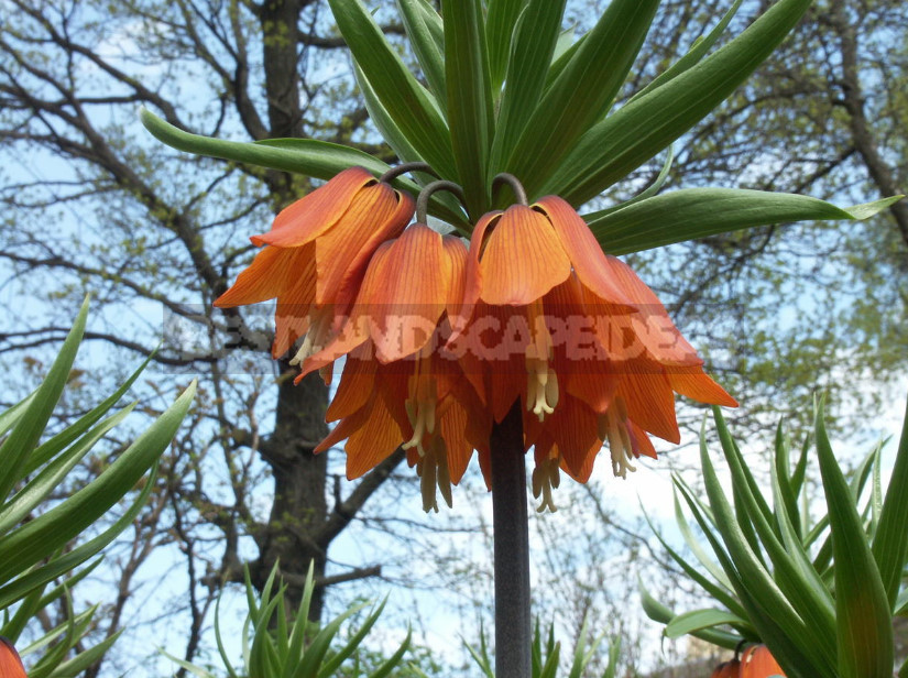 Fritillaria: Species and Characteristics of Cultivation