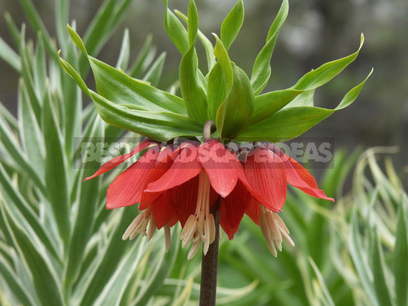 Fritillaria: Species and Characteristics of Cultivation