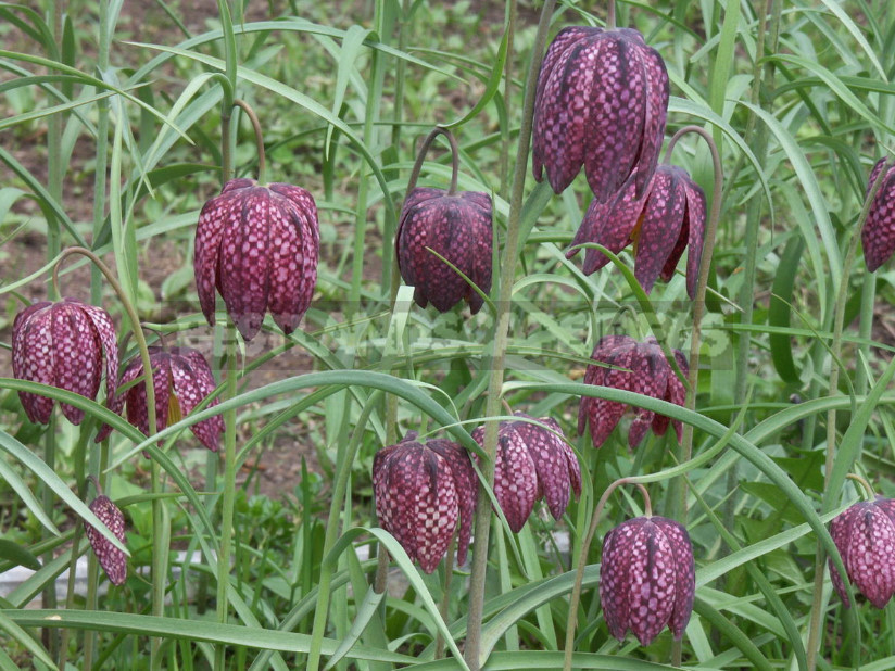 Fritillaria: Species and Characteristics of Cultivation