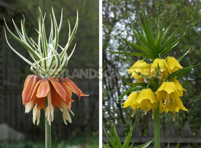 Fritillaria: Species and Characteristics of Cultivation