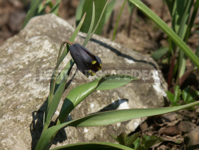 Fritillaria: Species and Characteristics of Cultivation